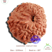 Load image into Gallery viewer, 16 Mukhi Rudraksha from Indonesia - Bead No 267
