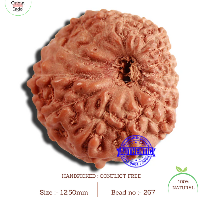 16 Mukhi Rudraksha from Indonesia - Bead No 267
