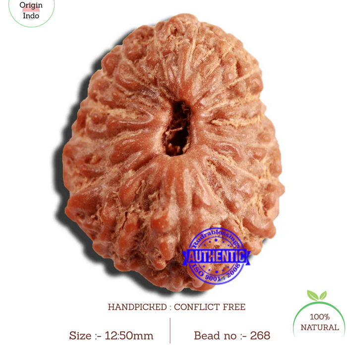 16 Mukhi Rudraksha from Indonesia - Bead No 268