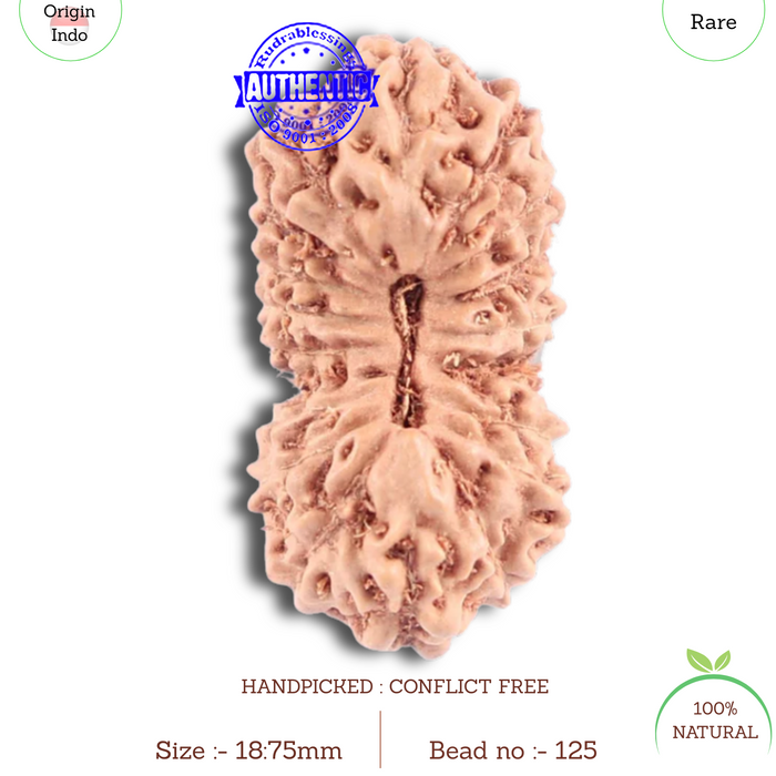 18 Mukhi Rudraksha from Indonesia - Bead No. 125