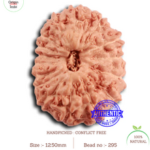 Load image into Gallery viewer, 16 Mukhi Rudraksha from Indonesia - Bead No 295
