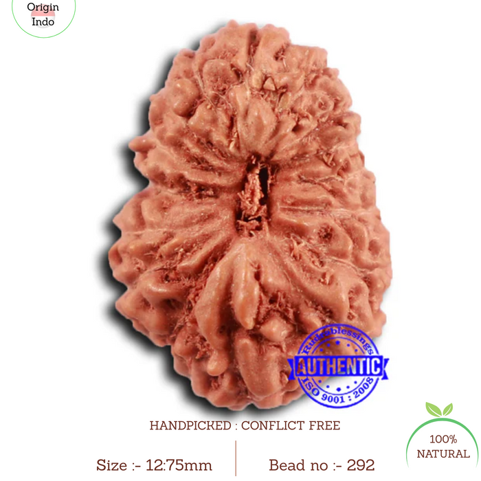 16 Mukhi Rudraksha from Indonesia - Bead No 292