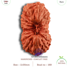 Load image into Gallery viewer, 18 Mukhi Rudraksha from Indonesia - Bead No. 169
