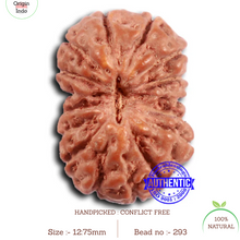 Load image into Gallery viewer, 16 Mukhi Rudraksha from Indonesia - Bead No 293
