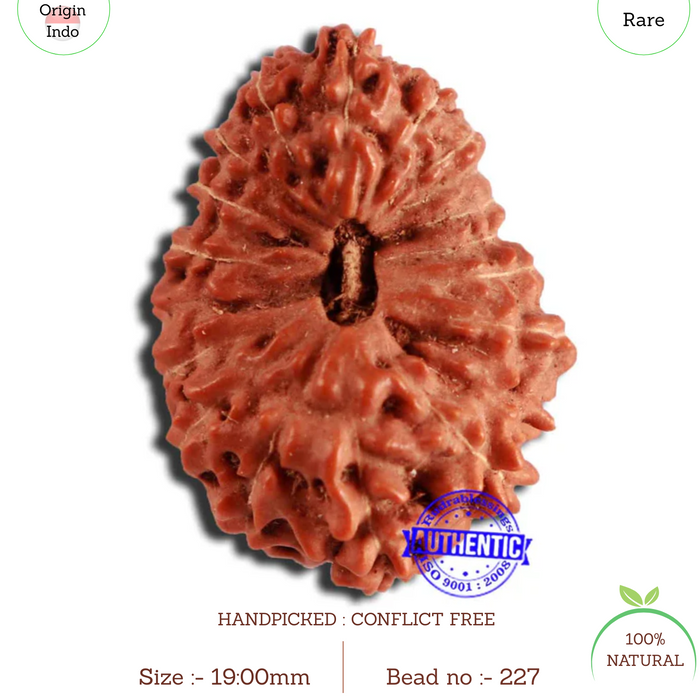 18 Mukhi Rudraksha from Indonesia - Bead No. 227