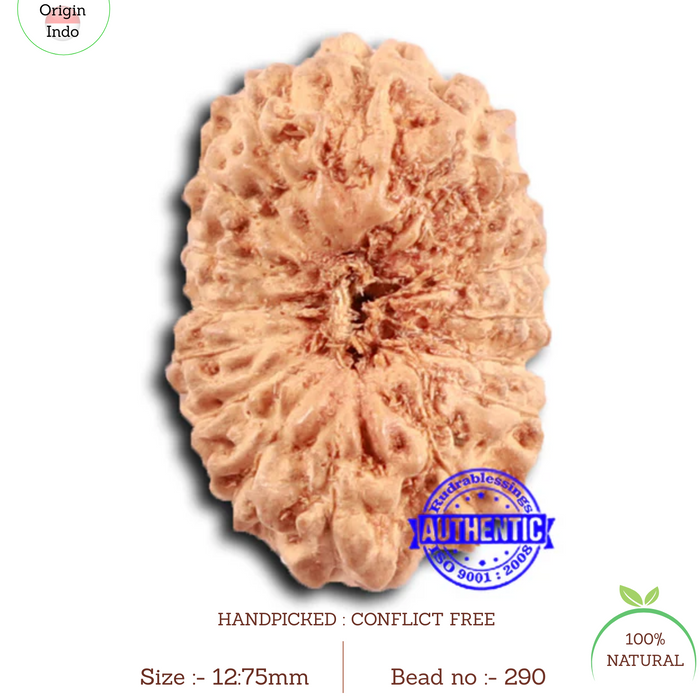 16 Mukhi Rudraksha from Indonesia - Bead No 290