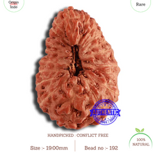 Load image into Gallery viewer, 18 Mukhi Rudraksha from Indonesia - Bead No. 192
