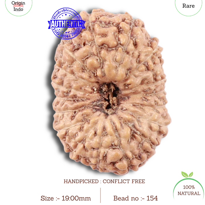 18 Mukhi Rudraksha from Indonesia - Bead No. 154