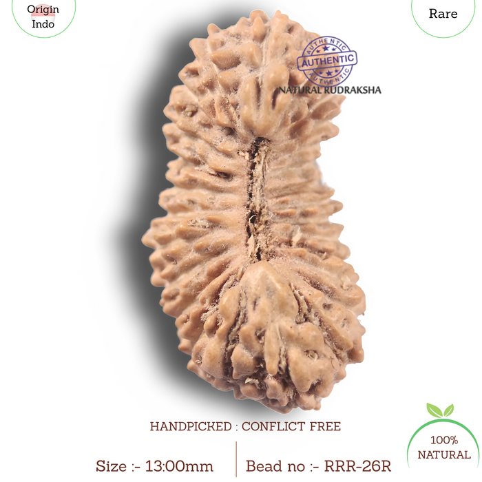 26 Mukhi Rudraksha from Indonesia