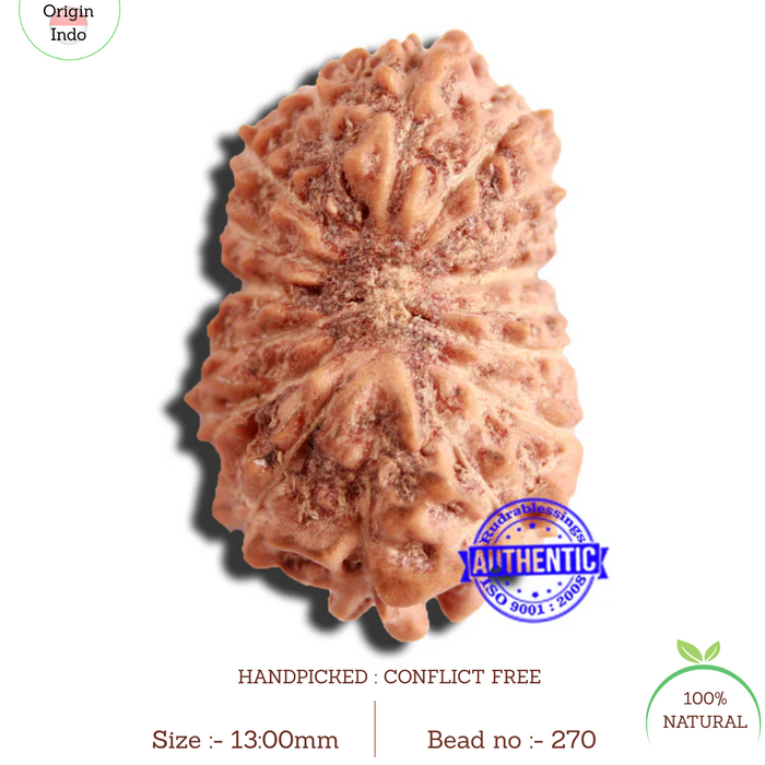16 Mukhi Rudraksha from Indonesia - Bead No 270