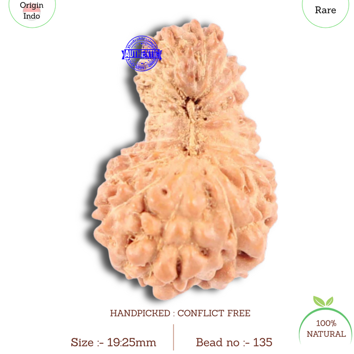 18 Mukhi Rudraksha from Indonesia - Bead No. 135