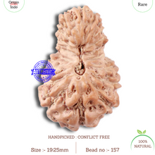 Load image into Gallery viewer, 18 Mukhi Rudraksha from Indonesia - Bead No. 157
