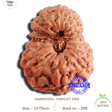 Load image into Gallery viewer, 16 Mukhi Rudraksha from Indonesia - Bead No 269
