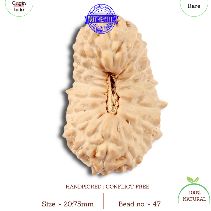 18 Mukhi Rudraksha from Indonesia - Bead No. 47