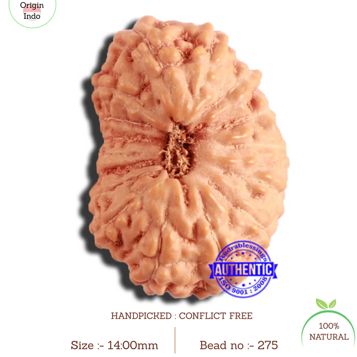 16 Mukhi Rudraksha from Indonesia - Bead No 275