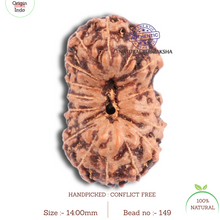 Load image into Gallery viewer, 16 Mukhi Rudraksha from Indonesia - Bead No. 149
