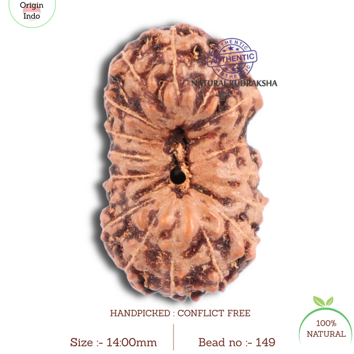16 Mukhi Rudraksha from Indonesia - Bead No. 149