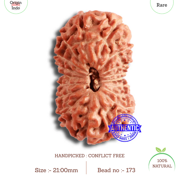 18 Mukhi Rudraksha from Indonesia - Bead No. 173