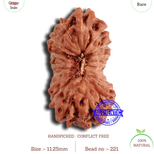 Load image into Gallery viewer, 18 Mukhi Rudraksha from Indonesia - Bead No. 221
