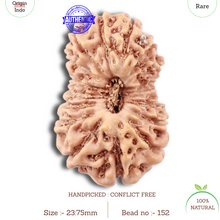Load image into Gallery viewer, 18 Mukhi Rudraksha from Indonesia - Bead No. 152
