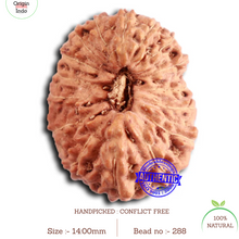 Load image into Gallery viewer, 16 Mukhi Rudraksha from Indonesia - Bead No 288
