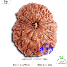 Load image into Gallery viewer, 16 Mukhi Rudraksha from Indonesia - Bead No 286
