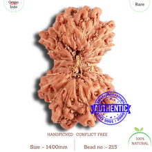 Load image into Gallery viewer, 18 Mukhi Gaurishankar Rudraksha from Indonesia - Bead No. 215

