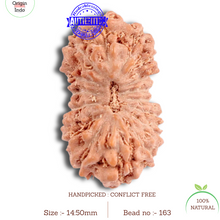 Load image into Gallery viewer, 16 Mukhi Rudraksha from Indonesia - Bead No. 163
