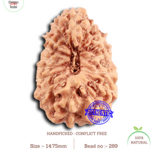 Load image into Gallery viewer, 16 Mukhi Rudraksha from Indonesia - Bead No. 289
