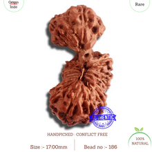 Load image into Gallery viewer, 18 Mukhi Gaurishankar Rudraksha from Indonesia - Bead No. 186
