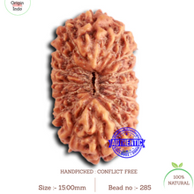 Load image into Gallery viewer, 16 Mukhi Rudraksha from Indonesia - Bead No. 285
