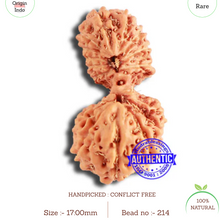 Load image into Gallery viewer, 18 Mukhi Gaurishankar Rudraksha from Indonesia - Bead No. 214
