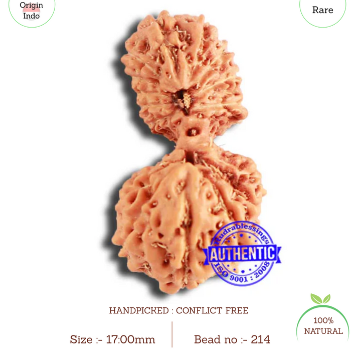 18 Mukhi Gaurishankar Rudraksha from Indonesia - Bead No. 214