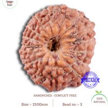 Load image into Gallery viewer, 16 Mukhi Rudraksha from Indonesia - Bead No. 3
