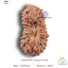 Load image into Gallery viewer, 22 Mukhi Rudraksha from Indonesia - Bead No 22AJ
