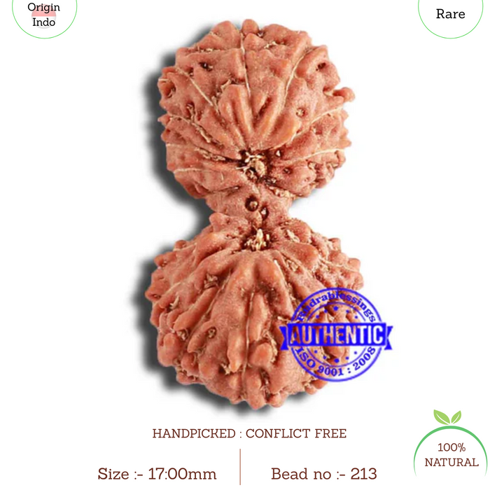 18 Mukhi Gaurishankar Rudraksha from Indonesia - Bead No. 213