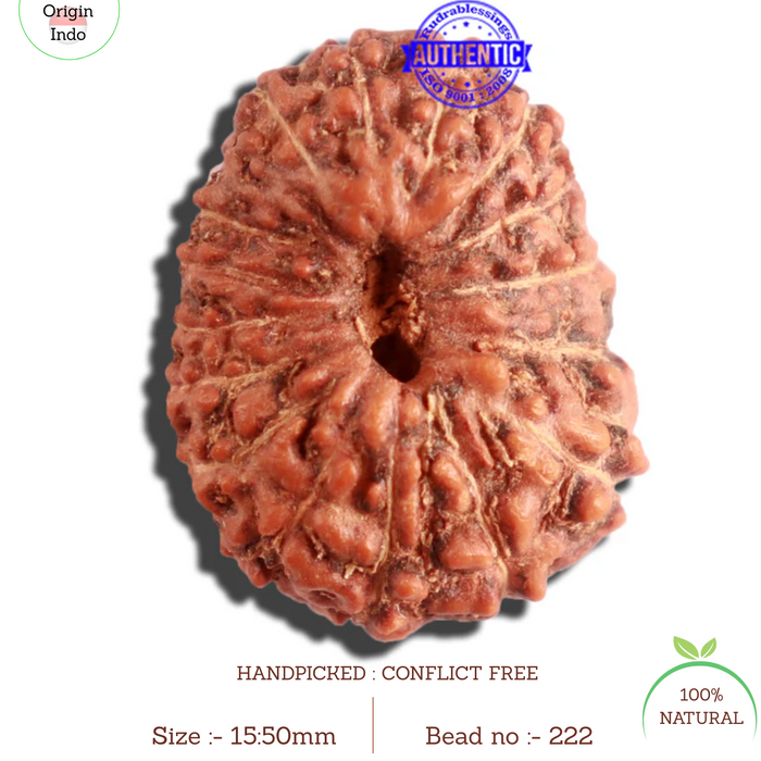 16 Mukhi Rudraksha from Indonesia - Bead No. 222