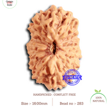 Load image into Gallery viewer, 16 Mukhi Rudraksha from Indonesia - Bead No. 283
