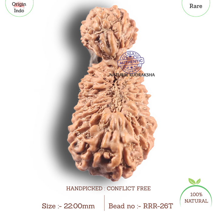 26 Mukhi Gaurishankar Rudraksha from Indonesia