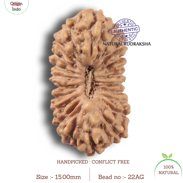 22 Mukhi Rudraksha from Indonesia - Bead No 22AG