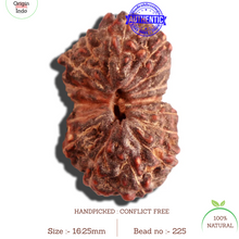 Load image into Gallery viewer, 16 Mukhi Rudraksha from Indonesia - Bead No. 225
