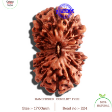 Load image into Gallery viewer, 16 Mukhi Rudraksha from Indonesia - Bead No. 224
