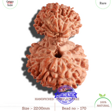 Load image into Gallery viewer, 18 Mukhi Gaurishankar Rudraksha from Indonesia - Bead No. 170
