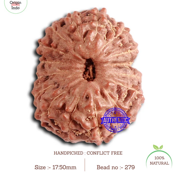 16 Mukhi Rudraksha from Indonesia - Bead No. 279