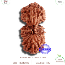 Load image into Gallery viewer, 18 Mukhi Gaurishankar Rudraksha from Indonesia - Bead No. 180
