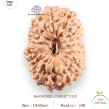 Load image into Gallery viewer, 16 Mukhi Rudraksha from Indonesia - Bead No. 339
