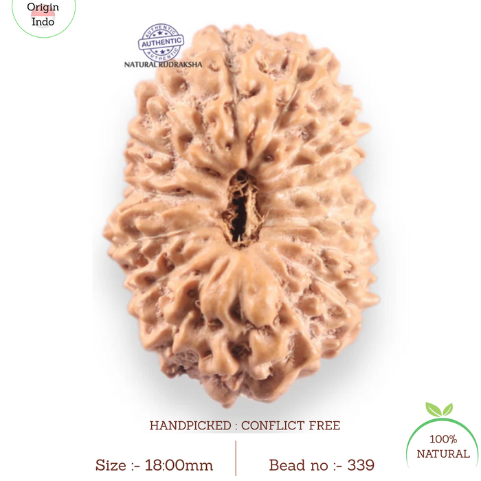 16 Mukhi Rudraksha from Indonesia - Bead No. 339