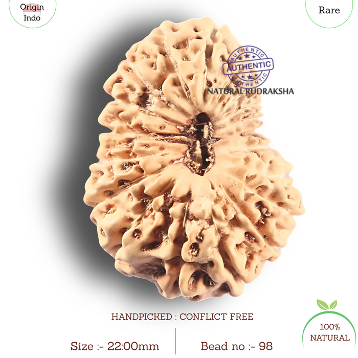 19 Mukhi Indonesian Rudraksha - Bead 98
