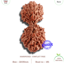 Load image into Gallery viewer, 18 Mukhi Gaurishankar Rudraksha from Indonesia - Bead No. 181
