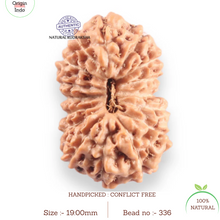Load image into Gallery viewer, 16 Mukhi Rudraksha from Indonesia - Bead No. 336
